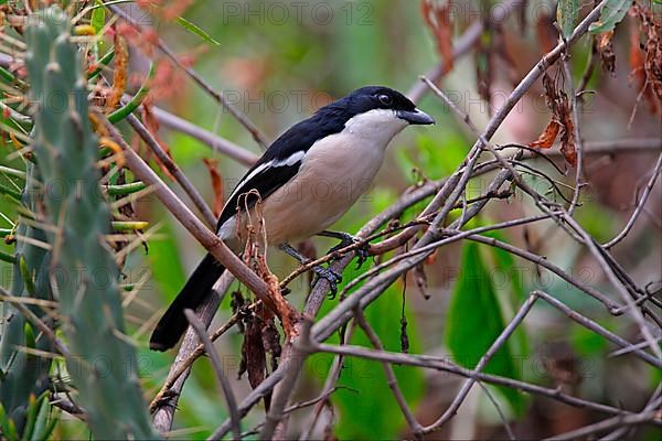 Tropical Boubou