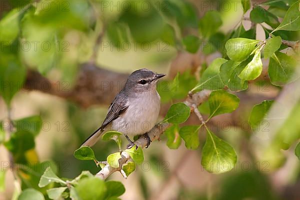Grey Iron Flycatcher