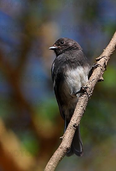 White-bellied tit