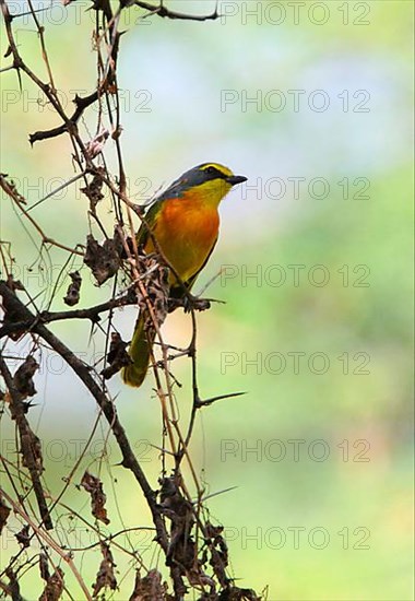 Sulphur-breasted Shrike