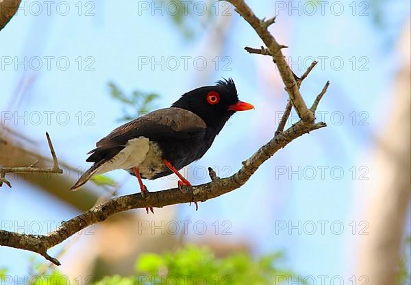 Tricoloured Helmet Shrike