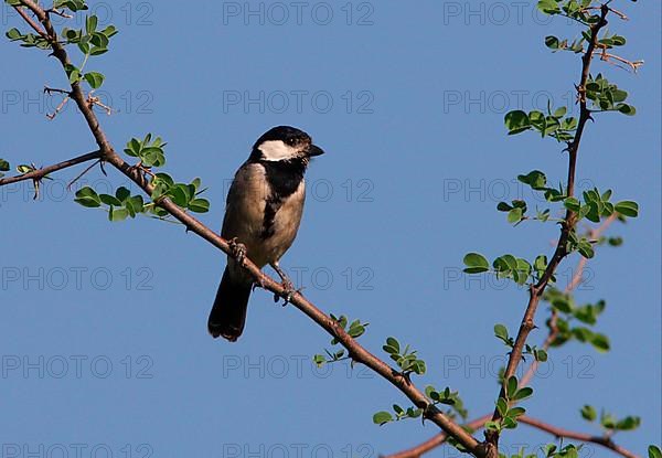 Melaniparus thruppi barakae