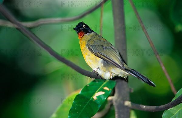 Black crested bulbul