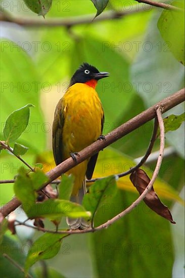 Black-crested Bulbul