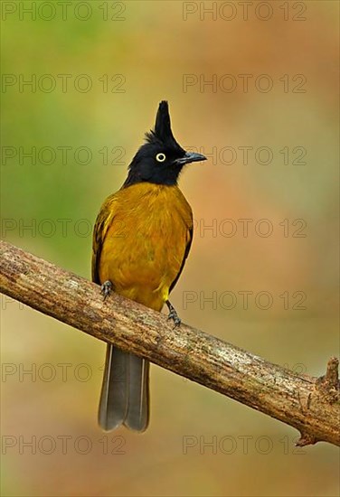 Black Crested Bulbul