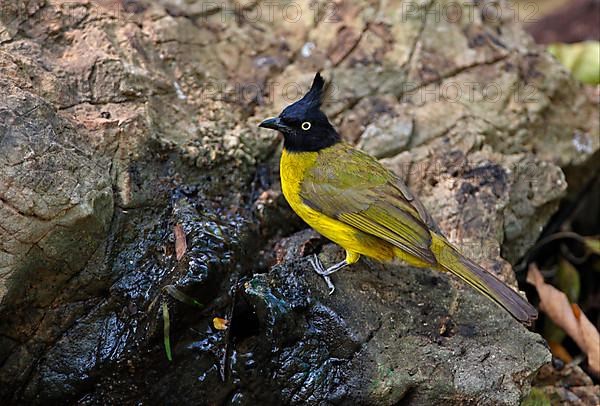 Black-crested Bulbul