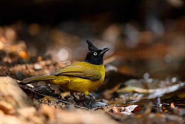 Black-crested Bulbul