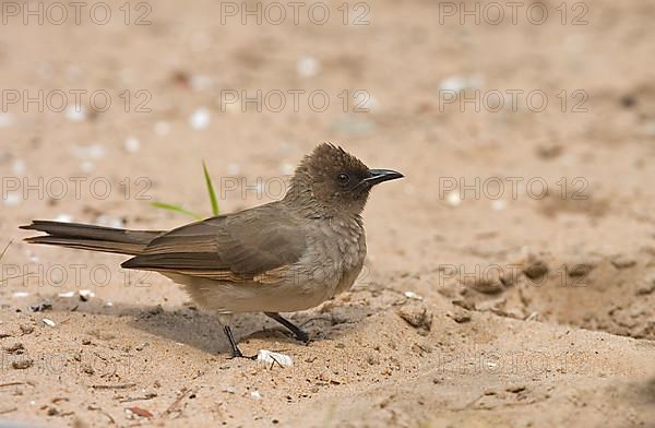 Common common bulbul