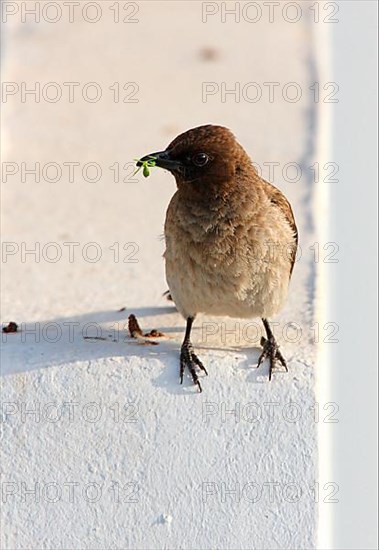 Common Bulbul