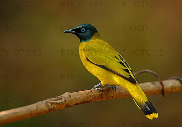 Black-headed Bulbul