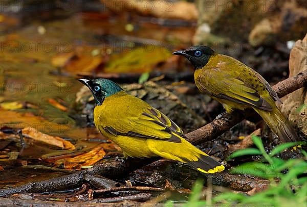 Black-headed Bulbul