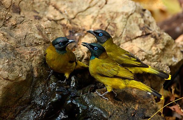 Black-headed Bulbul