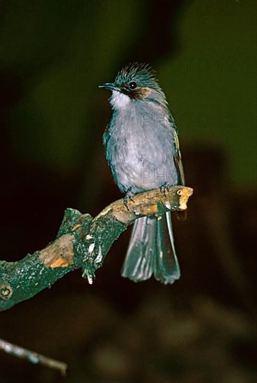 Brown-eared bulbul