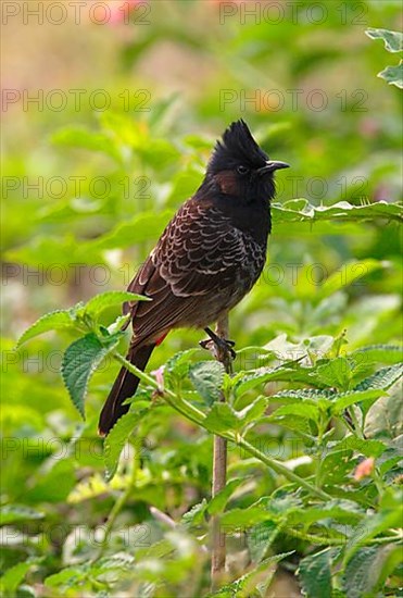 Red-vented bulbul