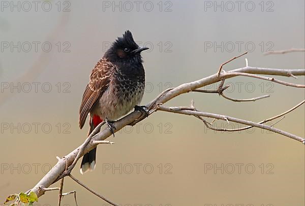 Red-vented bulbul