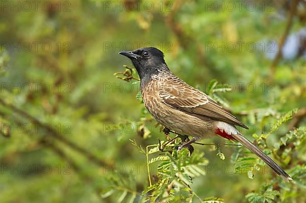 Red-vented Bulbul