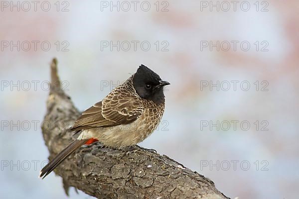 Red-vented Bulbul