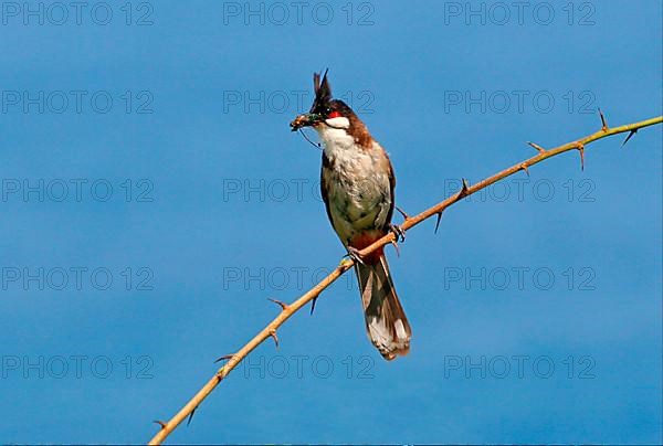 Red-bearded Bulbul