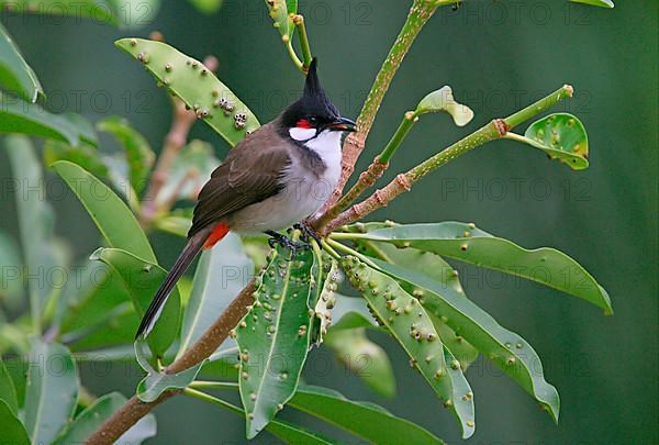 Red-bearded Bulbul