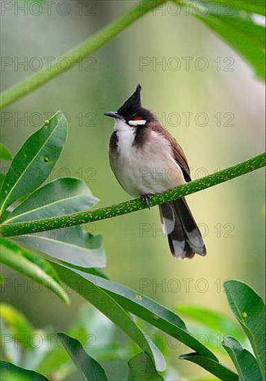 Red-bearded Bulbul