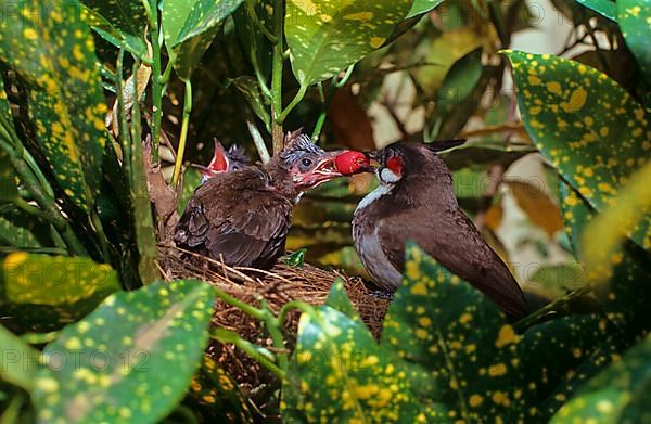 Adult Red-bearded Bulbul