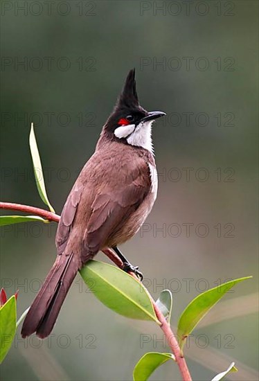 Red-whiskered Bulbul