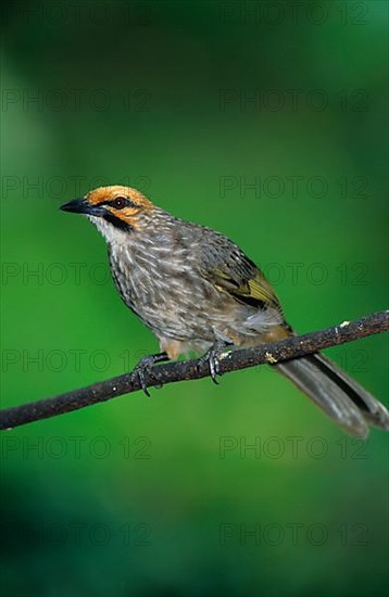 Yellow-crowned Bulbul