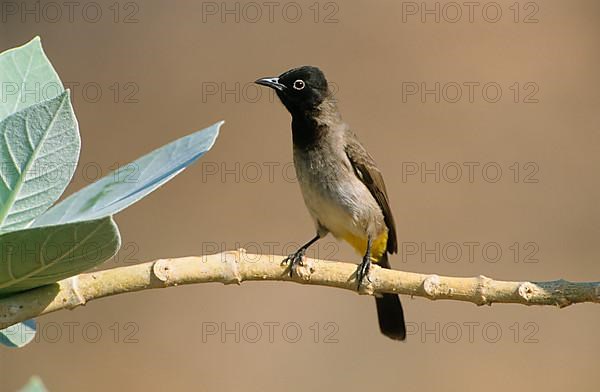 Yellow-vented Bulbul