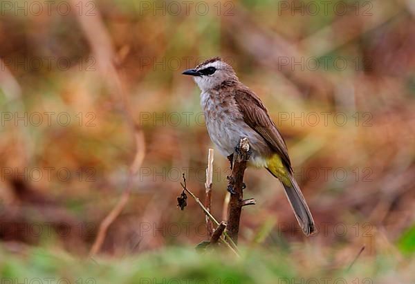 Eye-vented Bulbul