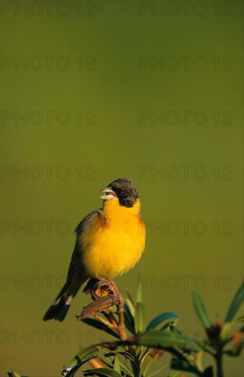 Black-headed bunting