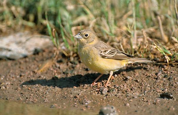 Black-headed Bunting