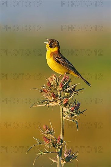 Black-headed Bunting