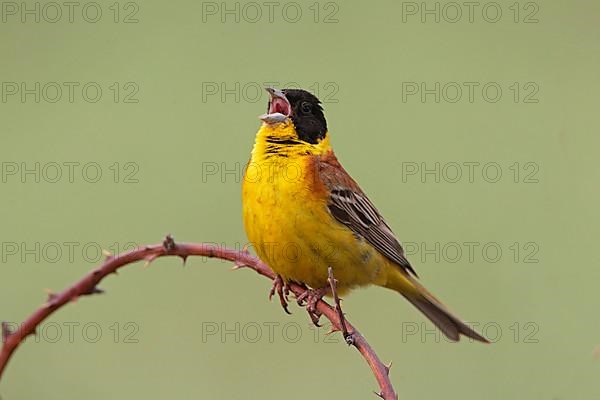 Black-headed bunting