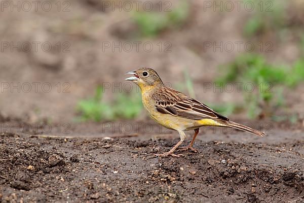 Black-headed bunting