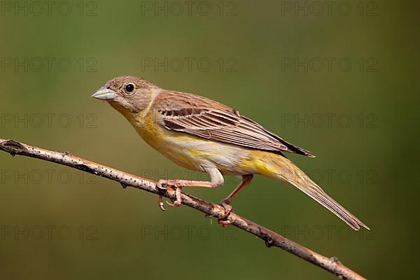 Black-headed bunting