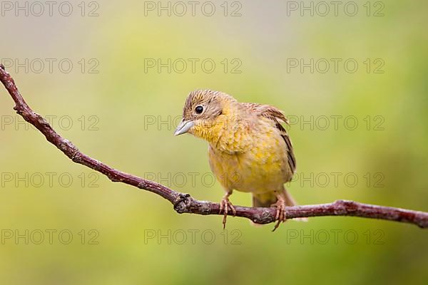 Black-headed Bunting