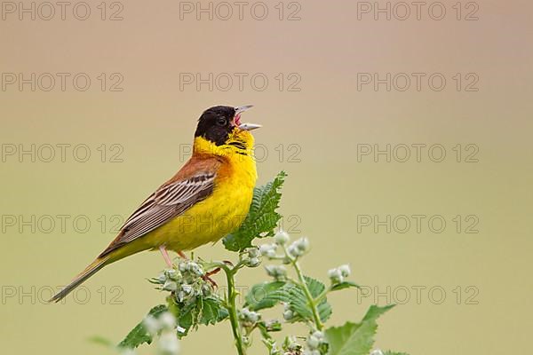 Black-headed Bunting