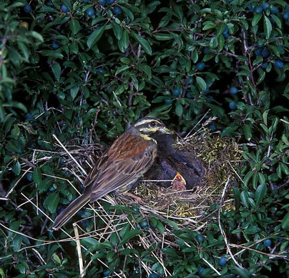 Cirl Bunting