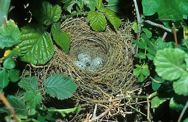 Cirl buntings