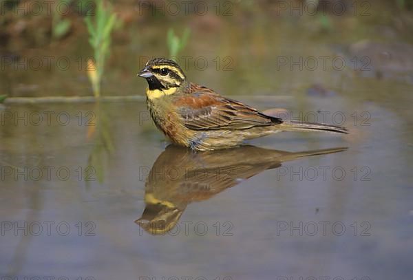 Cirl bunting