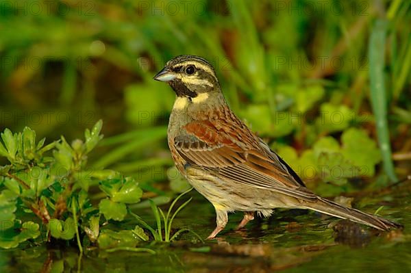 Cirl Bunting