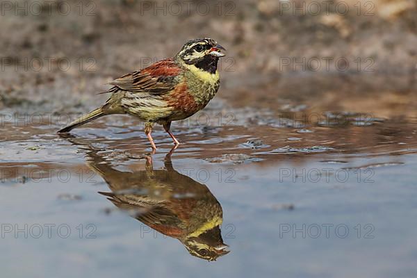 Cirl Bunting