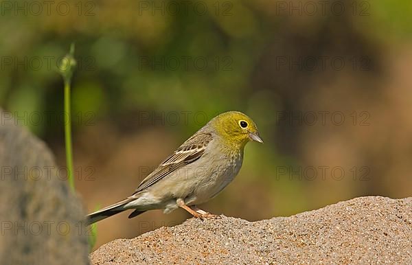 Cinereous bunting