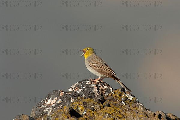 Cinereous Bunting