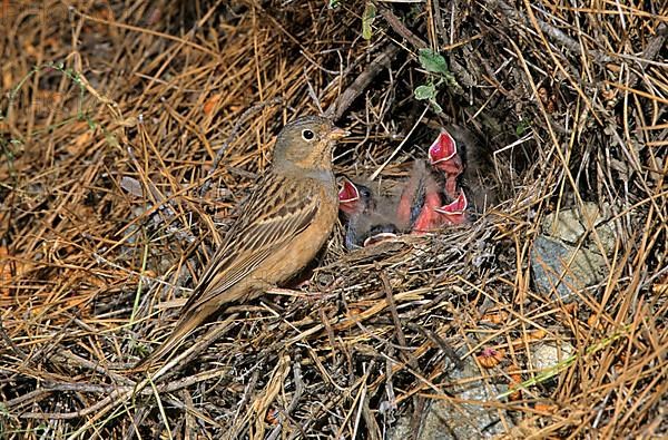 Cretzschmar's cretzschmar's bunting