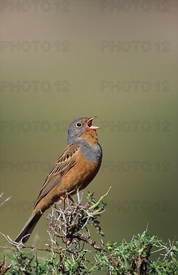 Cretzschmar's Bunting