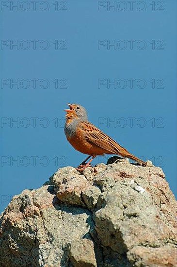 Cretzschmar's Bunting