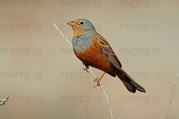 Cretzschmar's Bunting