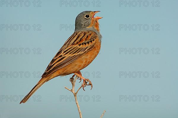 Cretzschmar's Bunting