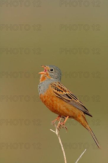 Cretzschmar's Bunting